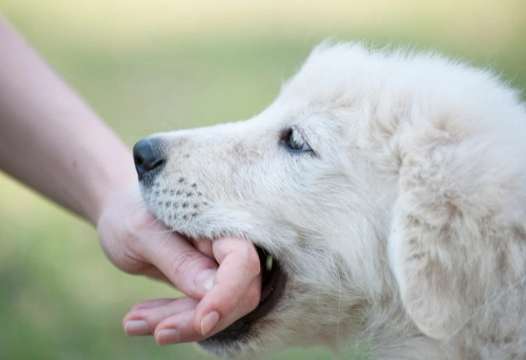 dog bite injuries in california