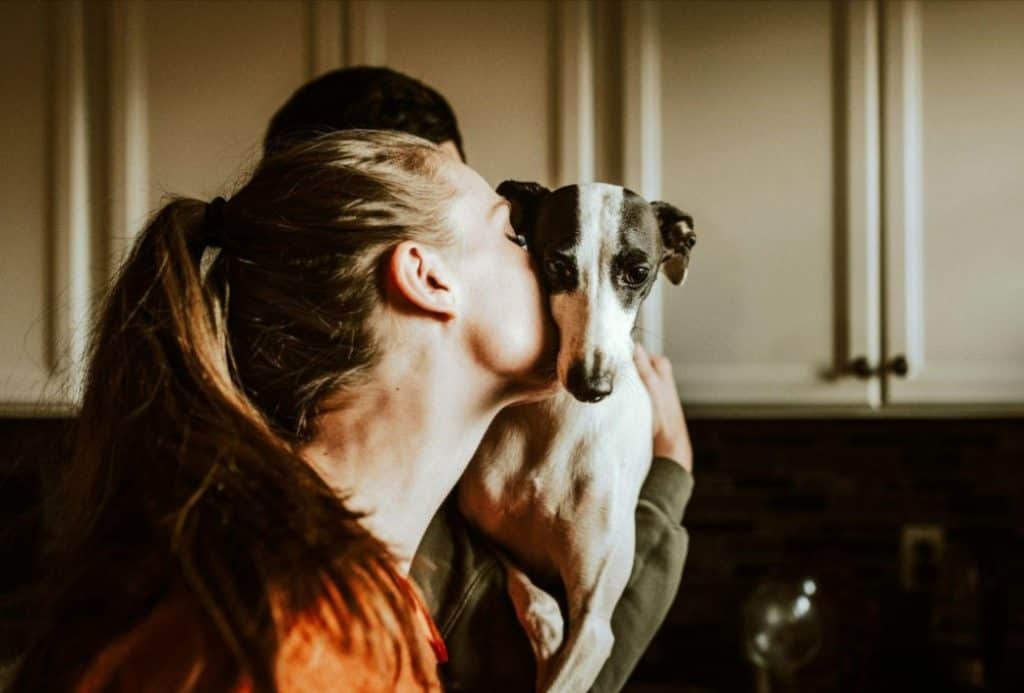 don't forget about your anxious pets