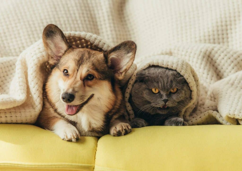 dont forget about your anxious pets during an infestation