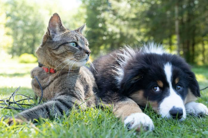 dont forget about your anxious pets in an infestation