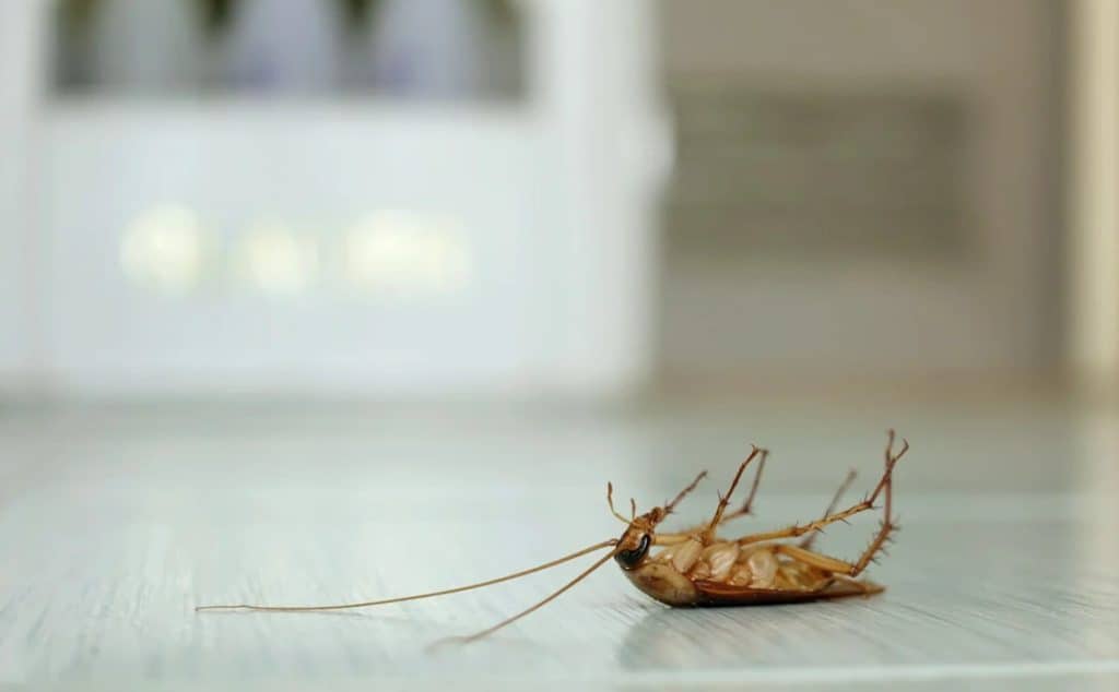 get roaches out of electronics safely
