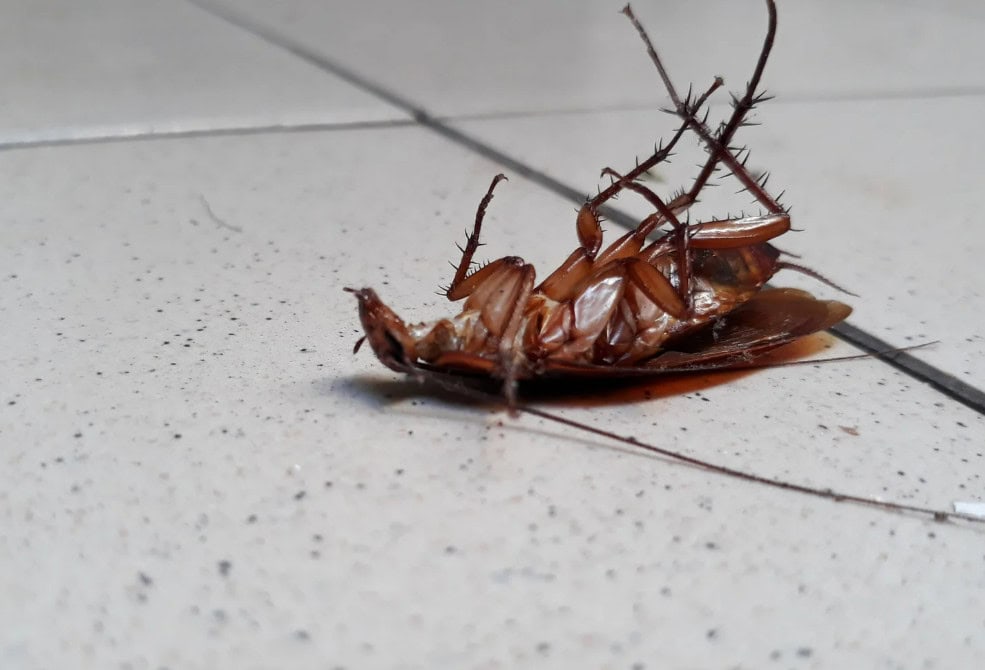 get roaches out of electronics