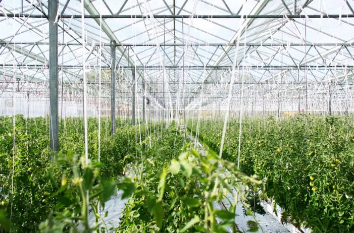 guide to protecting your produce from pests