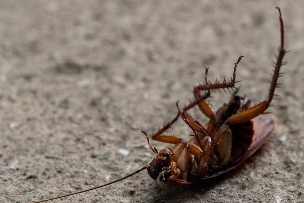 how to get roaches out of electronics