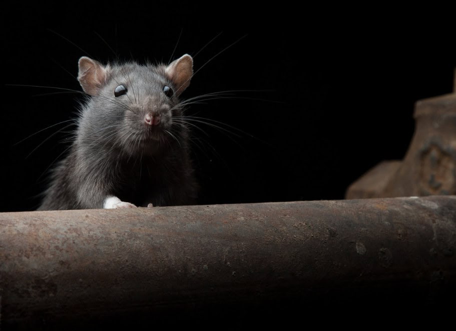 how to keep rats out of your house