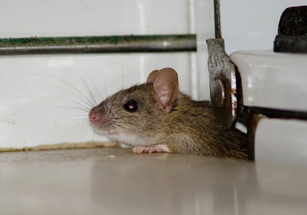 how to keep rats out of your house in the city