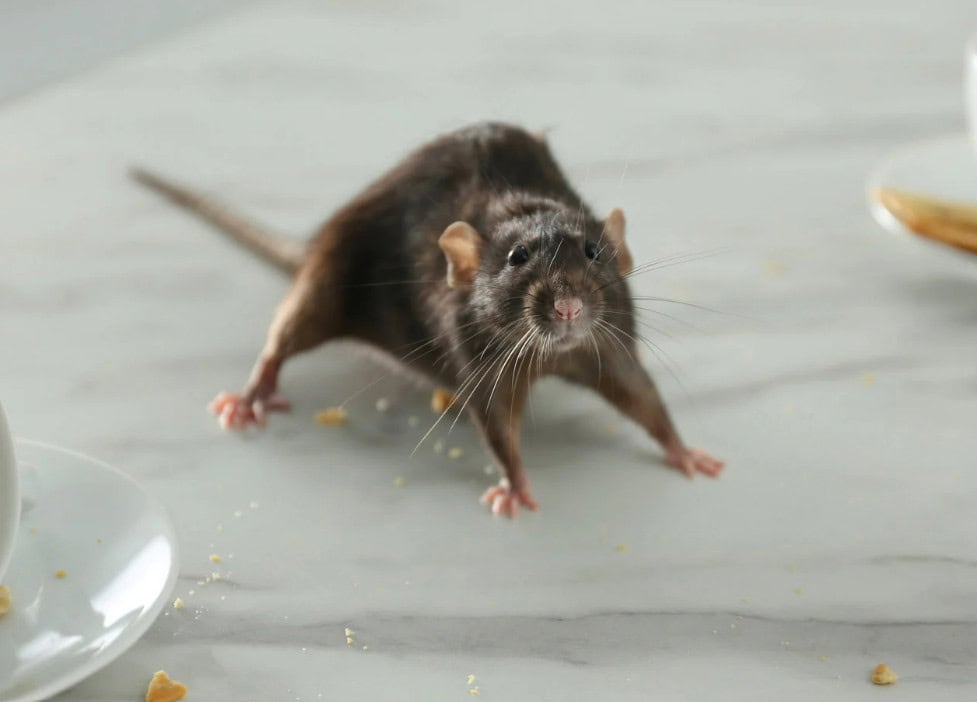 how to keep rats out of your house permanently