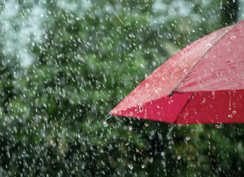 Why Weather Patterns Influence Pest Problems