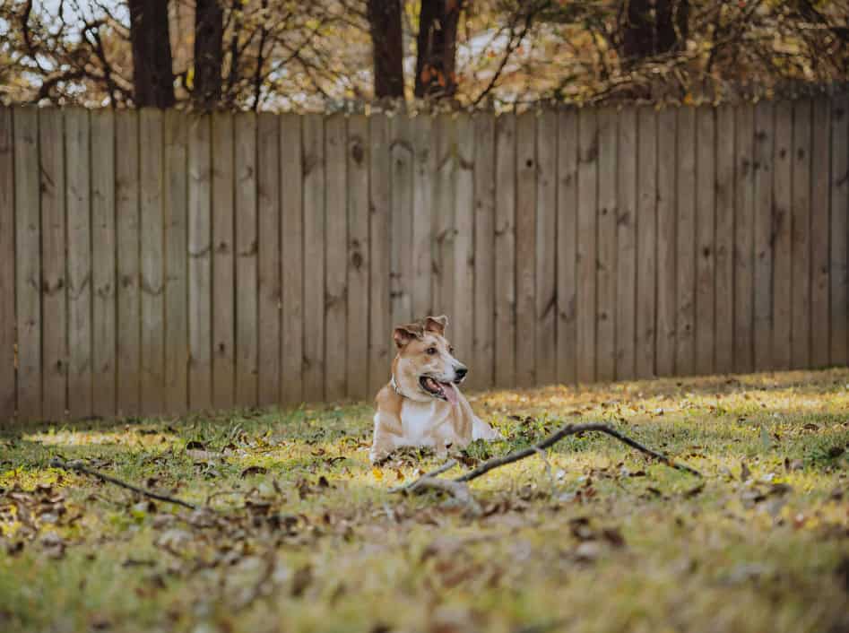how to make life easier for an aging dog